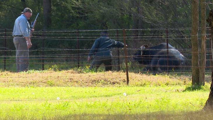The bull that attacked its owner was brought down by at least 12 shots.  Photo: TNV News