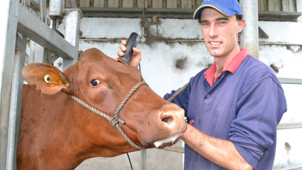 JEWEL IN THE CROWN: Pyree dairy farmer Tom Cochrane clips Kangawarra Jewel ahead of Thursday’s annual Illawarra Cattle Society Spring Fair.
