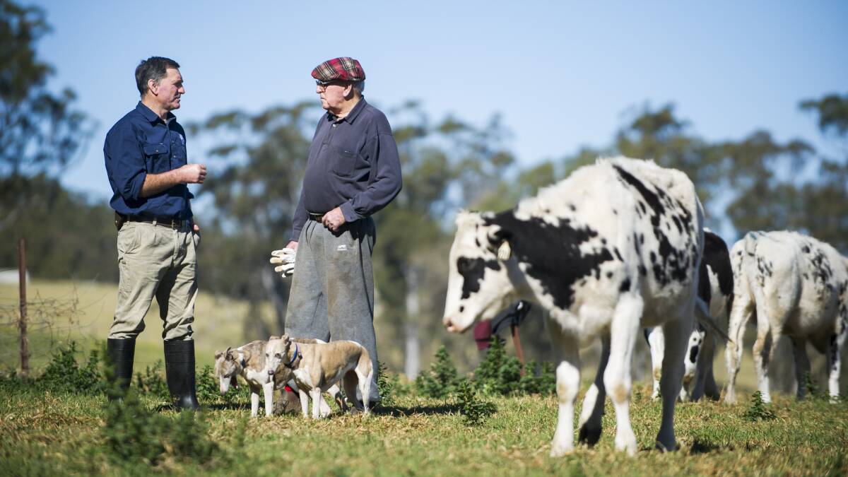 INDUSTRY SHAKE-UP:  Woodside Park dairy farmer Rob McIntosh and his father Bruce with some of their Holstein cows. Photo: Rohan Thomson