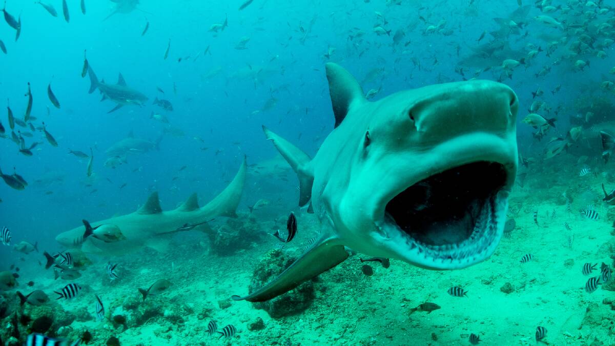 CHEEKY: The bull shark that bit one of Attila Kaszo’s cameras during a dive in Fiji. Photo by Attila Kaszo.
