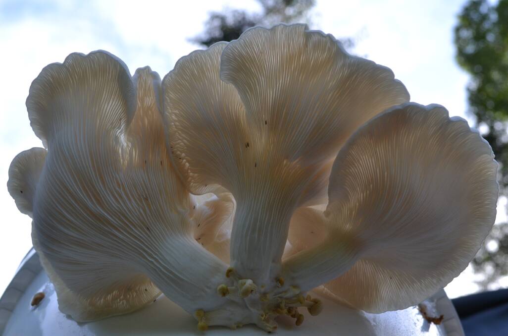 FUNKY: One of the large oyster mushrooms.