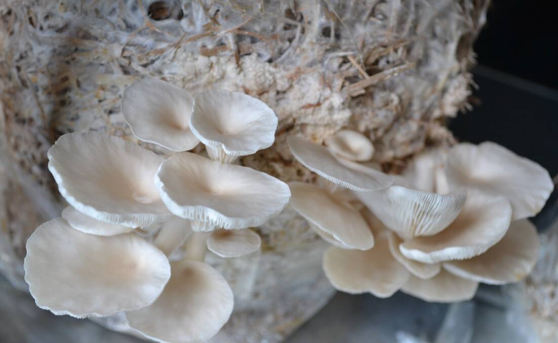 TASTY: The mushrooms are grown in bags of mulch.