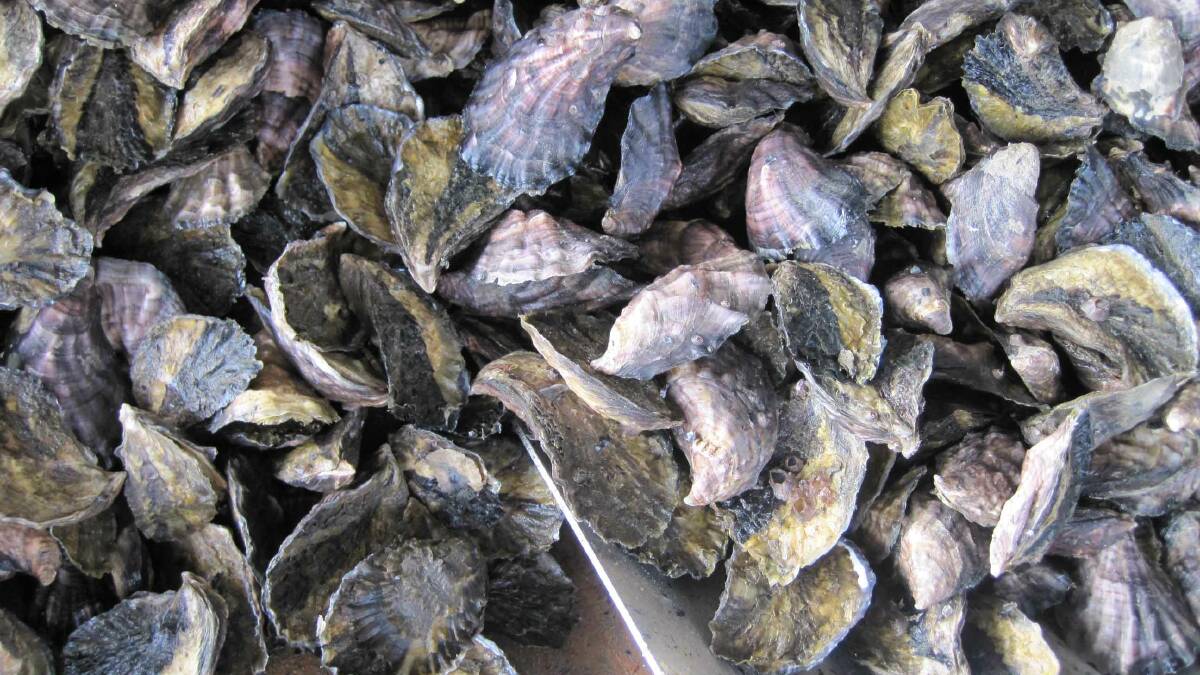 BACK ON MENU: Wagonga Inlet oysters are back on the menu after approval of retricted harvest. 