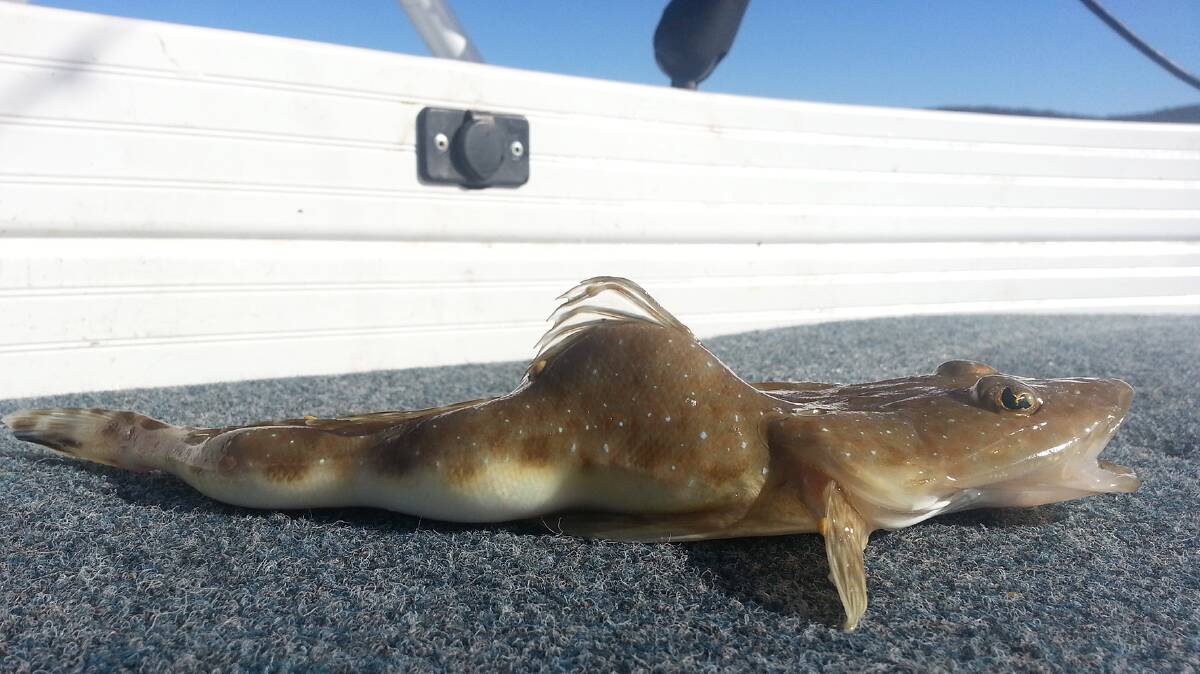 Photos of the deformed flathead off Narooma