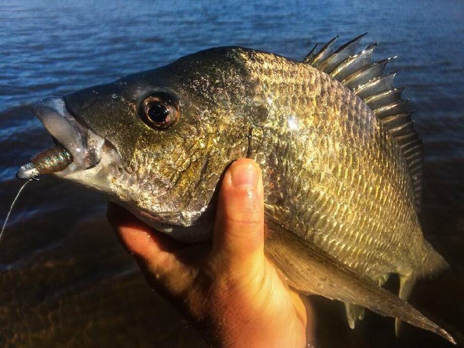 Great reports this week of bream and flatties being caught in the late afternoon, around the bridge, with most success being had on soft plastics, specifically Fuze Finbaits and Squidgy Prawns. 