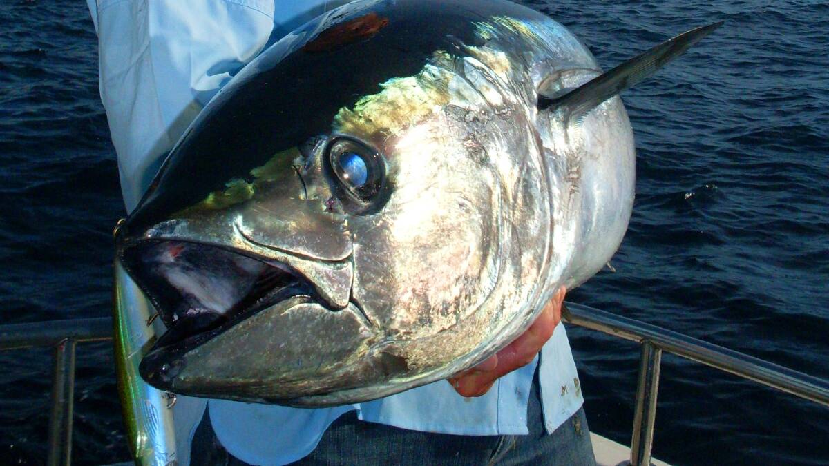 Photos of some great bluefin catches on the Far South Coast NSW