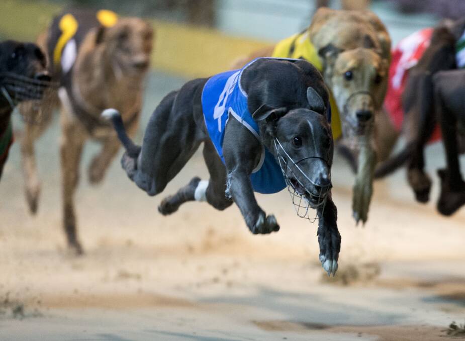 TEAR HOME: Nowra trained Stilton Blue races to a win. Photo: dogs.com.au 