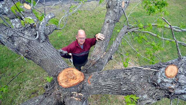 Huskisson resident Brian Symons voiced the concerns of many in the town over the hard pruning Endeavour Energy gave to trees in the area.