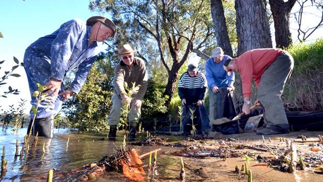 Paul Hawker, John Bratt, Jeff Sutton, Don Sawers and Stuart Crowther plant mangroves and fill sandbags on the riverbank around the Nowra Golf Club.
