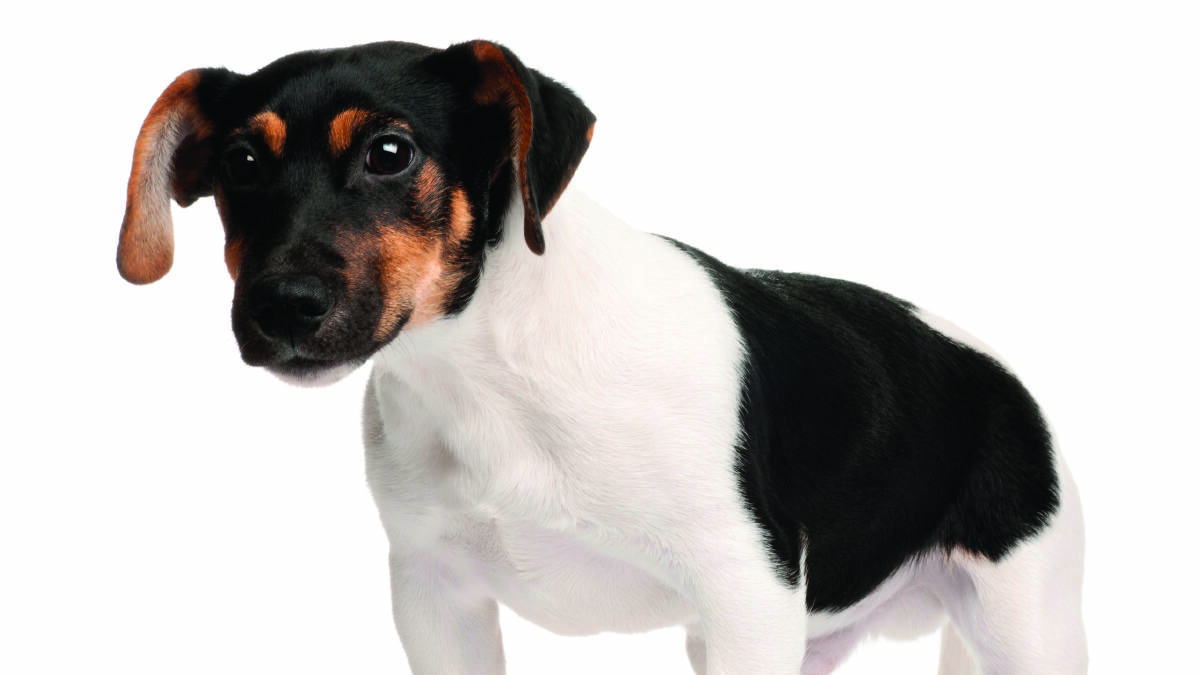 A Jack Russell terrier similar to the one killed by another dog on Scenic Drive in Nowra on Monday afternoon.