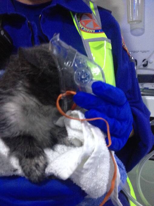 Smoky was resuscitated by paramedics using a paediatric mask and oxygen. Photo NSW AMBULANCE.