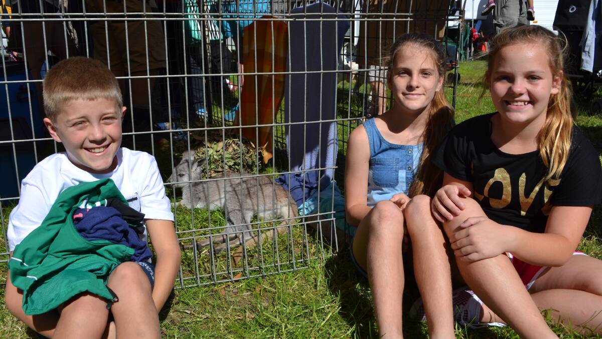 Jack, Alecia and Cassie Kiggins from Sydney get up close and personal with a baby kangaroo at the White Sands Easter Festival at Huskisson on Saturday. 