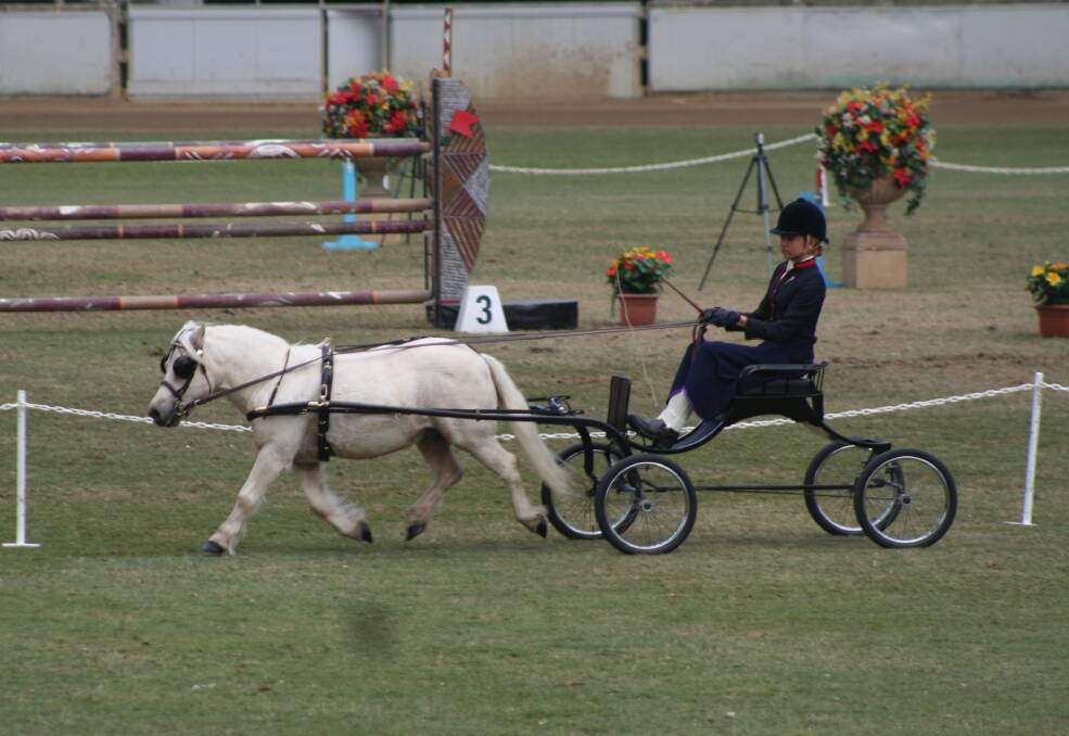 GREAT FORM: Ebony Johnston with Midas compete in the junior driver in harness at the Sydney Royal Easter Show.