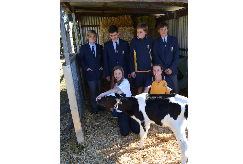 MOOVERS AND SHAKERS: St John the Evangelist High School agriculture students Declan Johnston, Aidan Sezonenko, Caleb Unsworth and Fintan Murphy watch closely as Kyah Brown and Alexia Barak feed calves as part of Dairy Australia’s Cows Create Careers Farm Module.