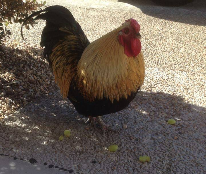 Baz the rooster is missing from his home at Nowra's Solomon Motors. A $500 reward is on offer for his return.