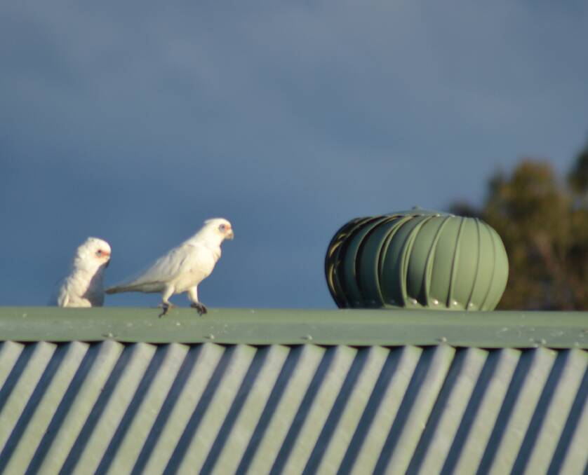 Check out what these corellas get up to.