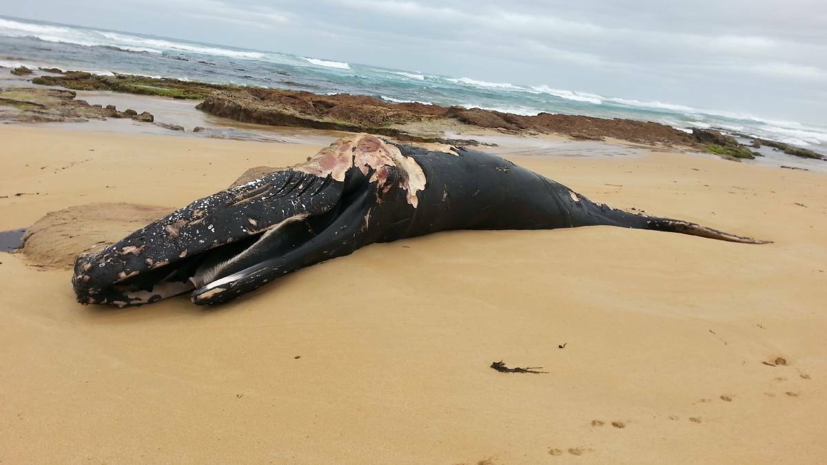 A whale washes up at Warrnambool's Levy's Point.
