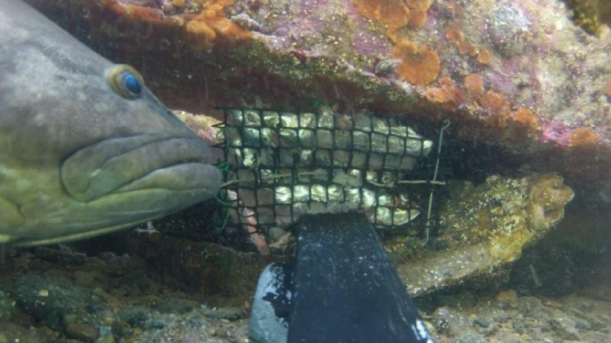 NAROOMA: One of the seven threatened black cod recorded on the Baited Remote Underwater Video Stations (BRUVS) set up in Wagonga Inlet, Narooma by Nature Coast Marine Group volunteers.