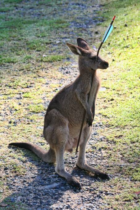 A joey has been shot through the head with an arrow at Durras. PHOTO: WIRES