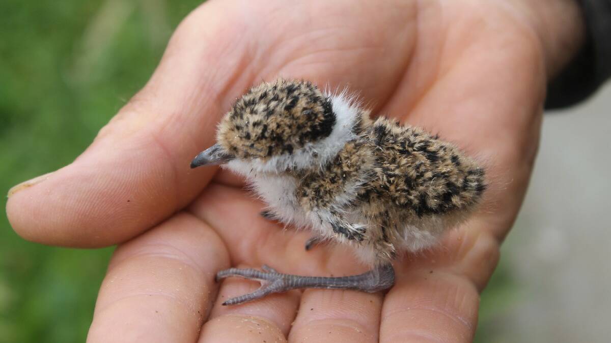  BEMBOKA: Wildlife Rescue South Coast (NANA) 

volunteer Ray Alcock is currently caring for four 

rare banded lapwing hatchlings. 