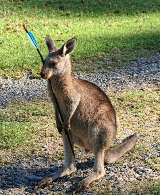 A joey has been shot through the head with an arrow at Durras.
WARNING: SOME PEOPLE MAY FIND THESE IMAGES DISTURBING