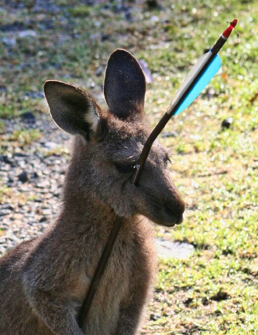 A joey has been shot through the head with an arrow at Durras. PHOTO: WIRES