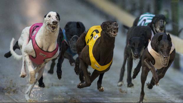 RSPCA to join greyhound probe