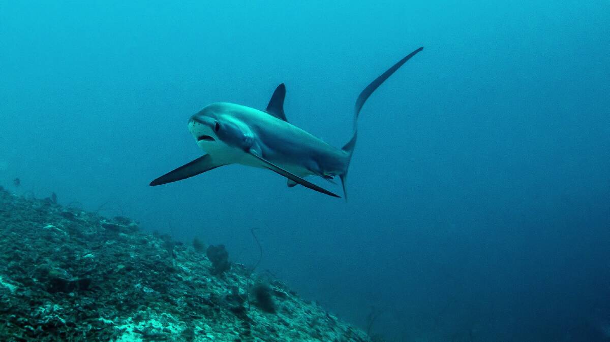 Pelagi thresher shark at Monad Shoal, taken by Attila Kaszo.