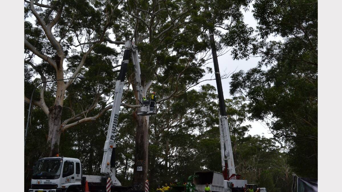Protesters out in force as the Bum Tree is destroyed on Gerroa Road.