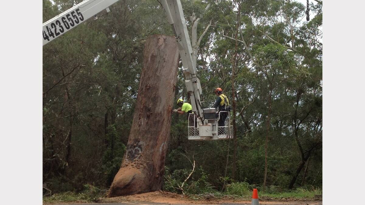 The once massive Bum Tree has been cut down to ground level.