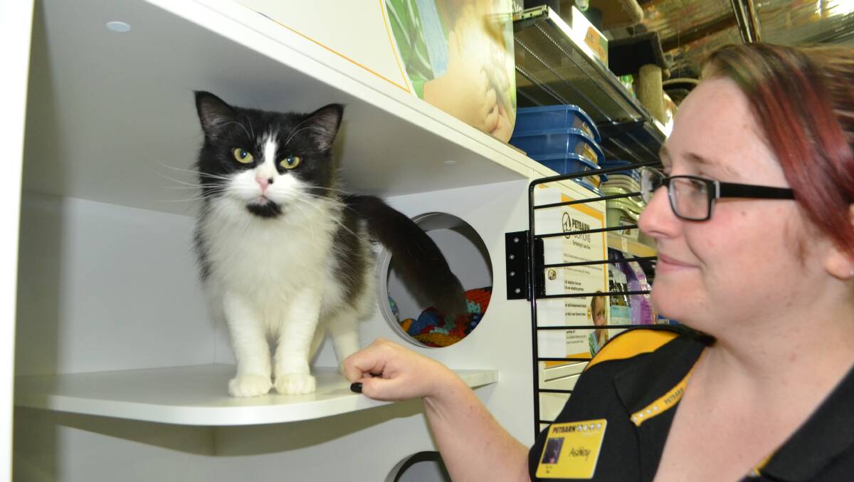 PURRFECT PARTNER: RSPCA cat Shilo with Petbarn staff member Ashleigh Young has a better chance than ever of finding her forever home. 