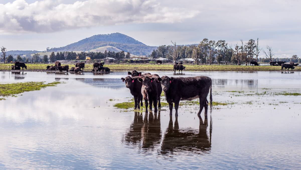 SODDEN: Cattle try to find high ground in a paddock at Hanigans Lane, Bolong on Thursday morning. Photo: HOWARD MITCHELL