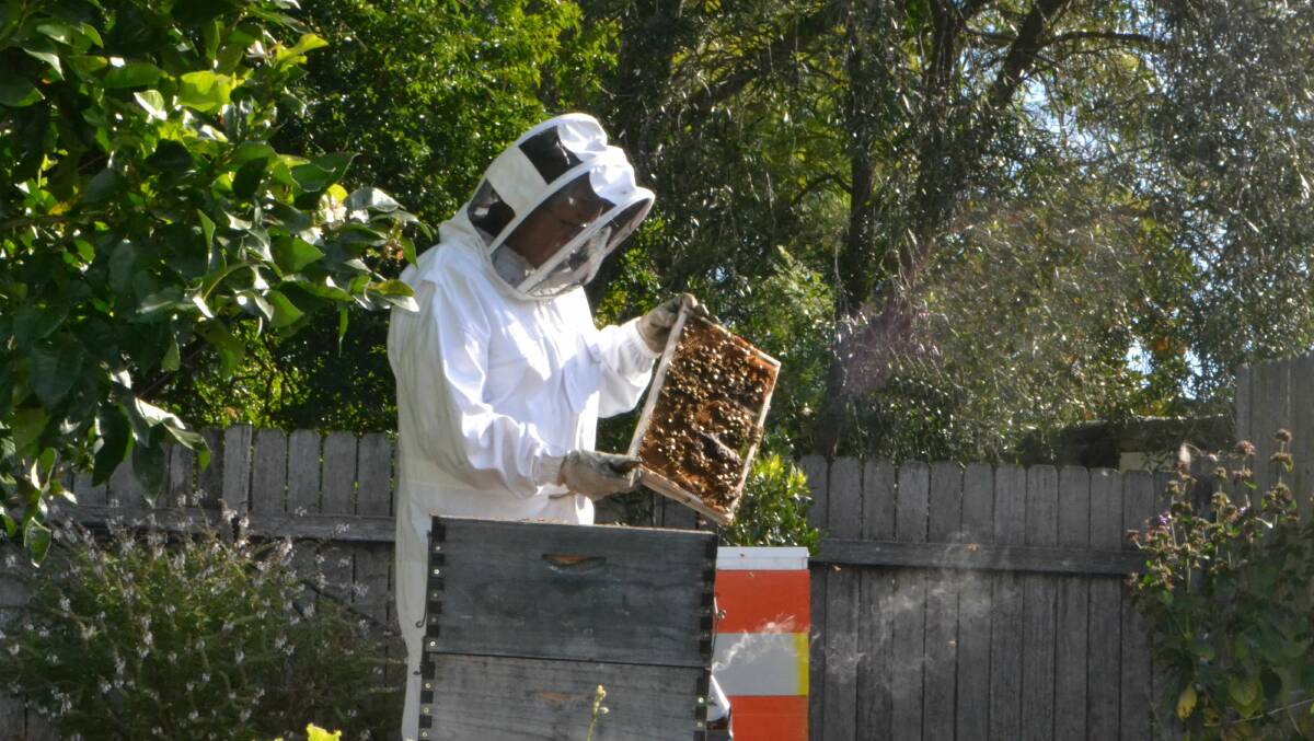 WHAT A BUZZ: Ron Witz takes every precaution to protect himself against the hundreds of thousands of bees this one hive houses.  