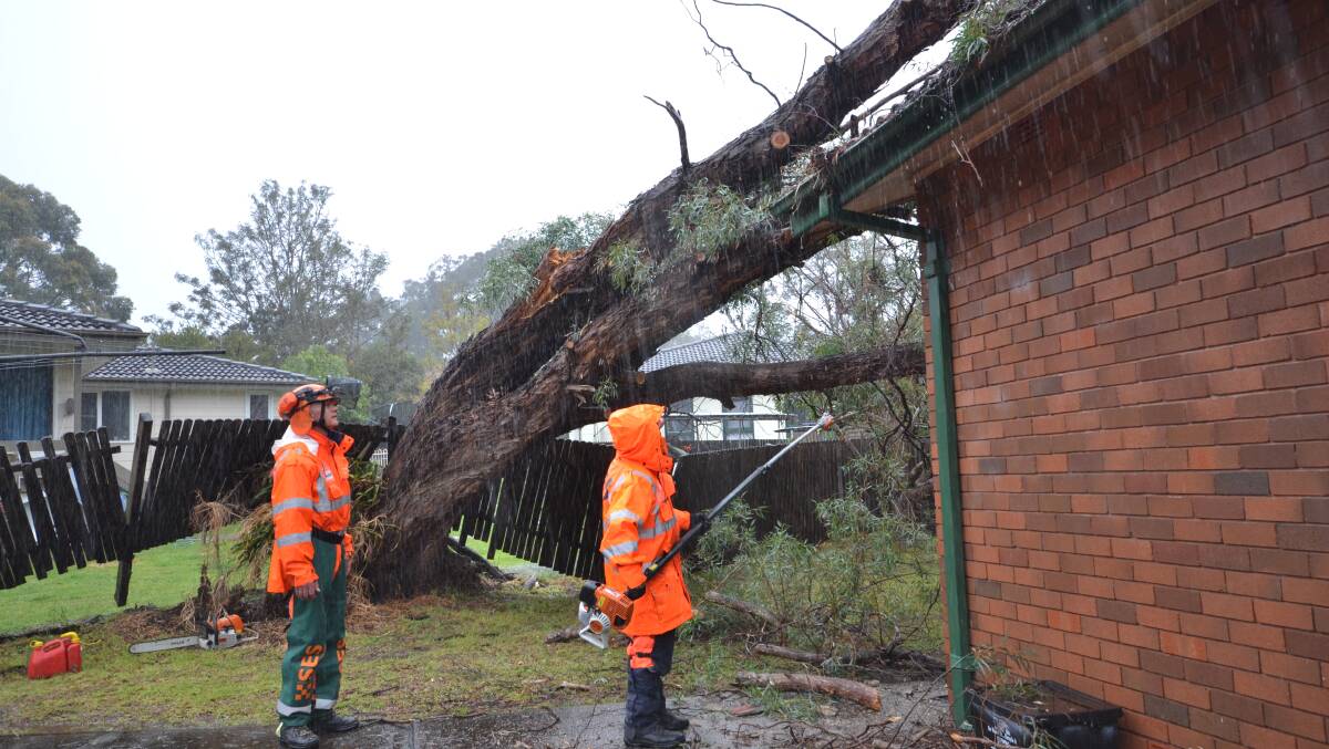 WET WORK: SES volunteers work to clear a fallen tree at East Nowra on Monday.