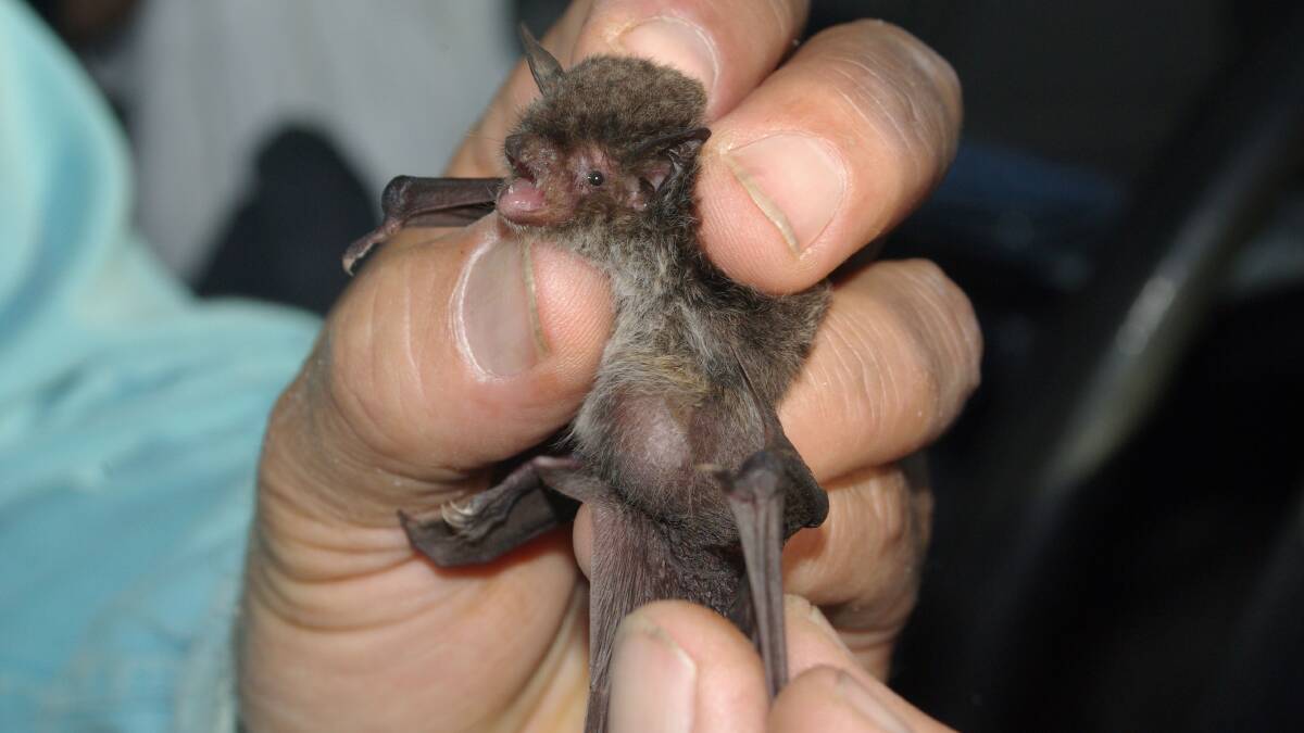 WILDLIFE DISCOVERY: A colony of fishing bats has been found living around Broughton Creek in Berry.  One local ecologist believes it is one of the largest colonies caught for a study.