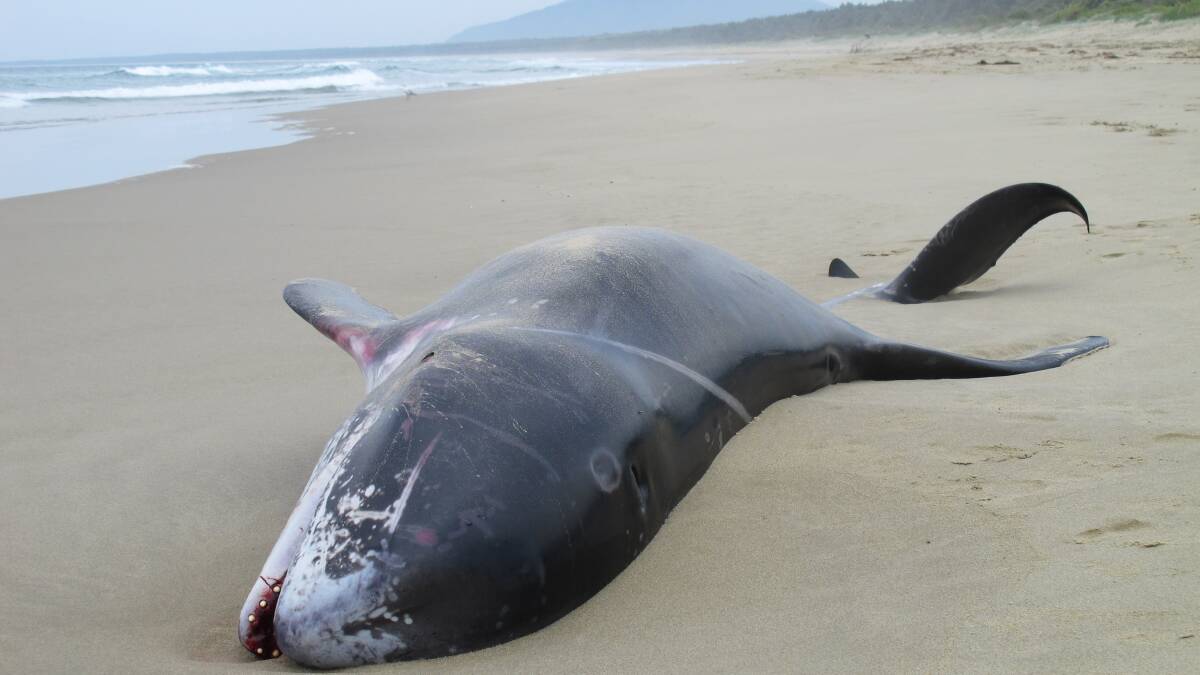 SAD: A male Risso’s dolphin which washed up on Seven Mile Beach on Monday. Photo: CATHERINE O’LEARY 