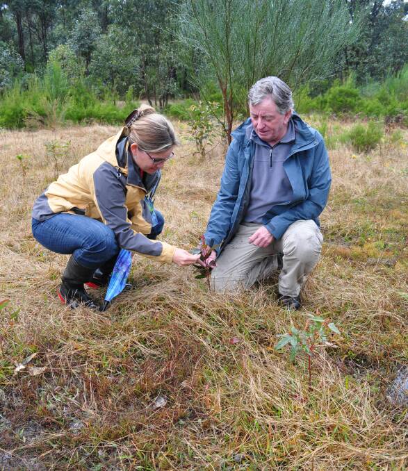 GROWTH: Shoalhaven City Council’s senior environmental planner Elizabeth Dixon and BirdLife Shoalhaven’s conservation officer Chris Grounds examine a eucalypt that is regenerating on a section of the Larmer Avenue land cleared in the 1970s.