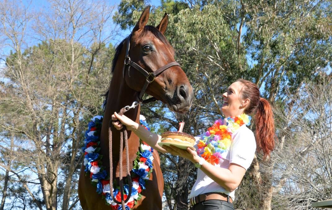 HORSING AROUND: Mr Des will celebrate his eighth birthday with Alycia Targa at Berry’s Neversfelde on August 1.