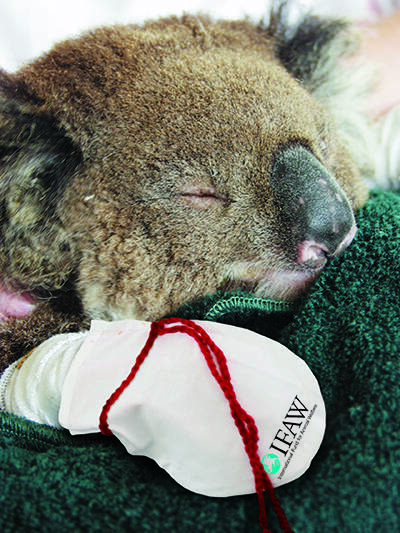 HELP: The International Fund for Animal Welfare (IFAW) has released a pattern for koala mittens which it has asked locals to make from 100 per cent cotton to help koalas injured in the recent South Australian and Victorian bushfires. For the pattern, go to IFAW.org.Australia.