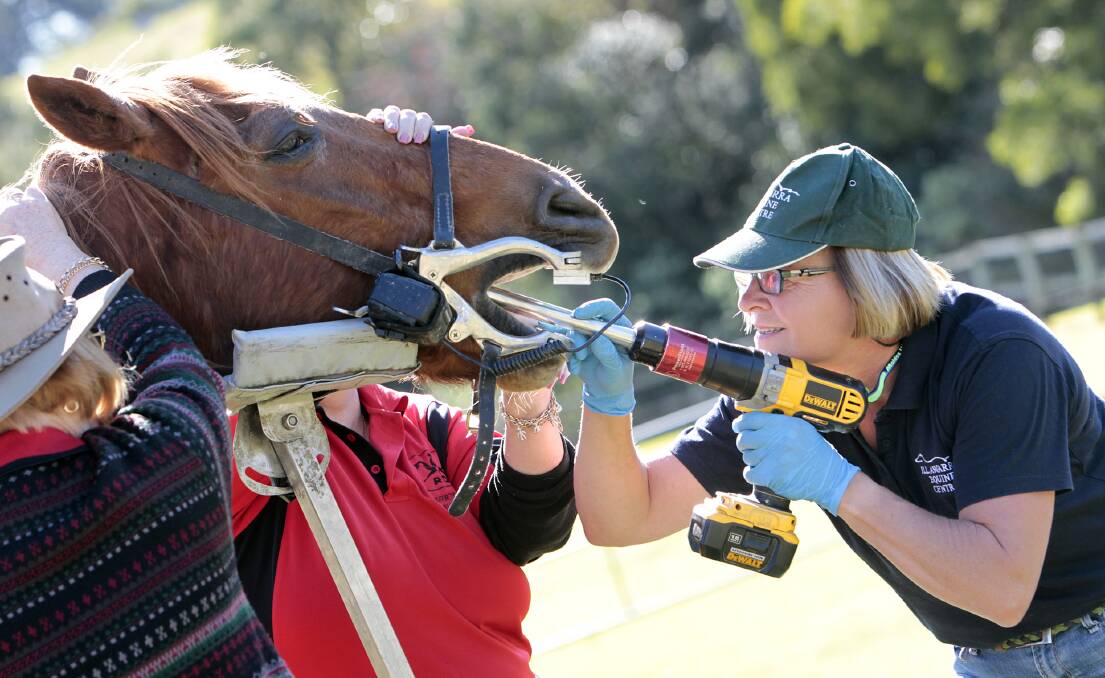 TOOTH FAIRY: Meroo Meadow’s Illawarra Equine Centre veterinarian Gill Rickards volunteers her time at the Illawarra Riding for the Disabled Association (RDA) to perform free dental work on all the organisation’s horses, like Rocky, for Presents4Ponies. 	Photo: ANDY ZAKELI