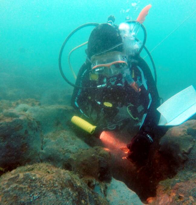 BAY WATCH: Diver Sue Newson inspects a Port Jackson shark egg in Jervis Bay as part of a 12-year study she has conducted. 