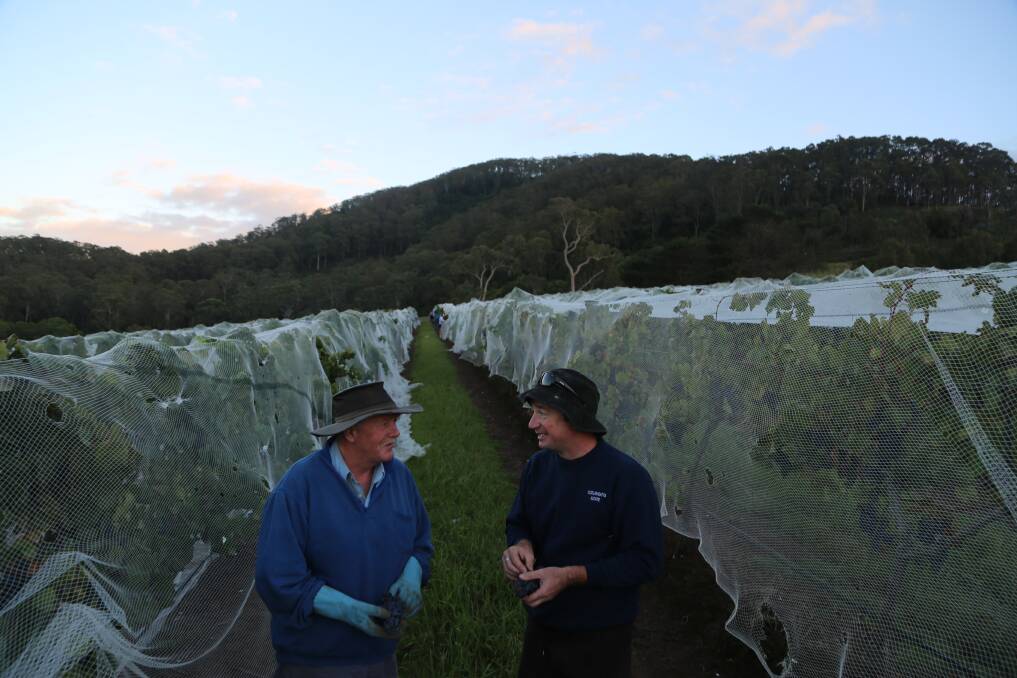 Winning wine: Greg Bishop and Ben Wallis could not be happier after good weather meant the 2018 wine harvest at Coolangatta Estate was picked in three weeks. Picture: Greg Ellis.

