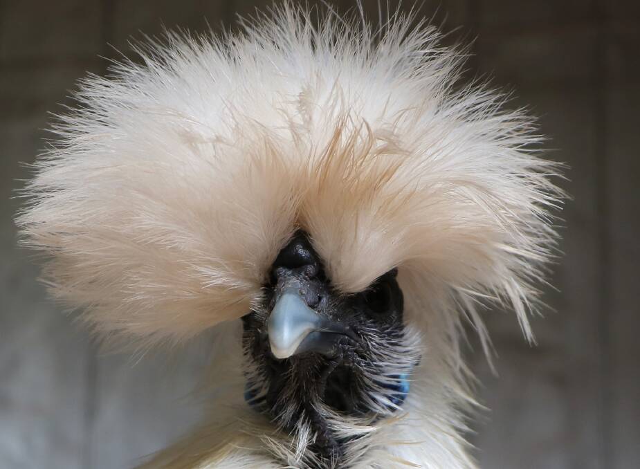 A silkie, one of the many poultry breeds that will be featured at this year's show. 