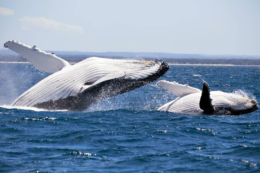 Whale watching is back in Jervis Bay