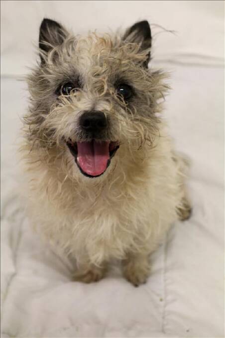 GIVE HIM A HOME: Little Panda is a nine-year-old male terrier cross.
