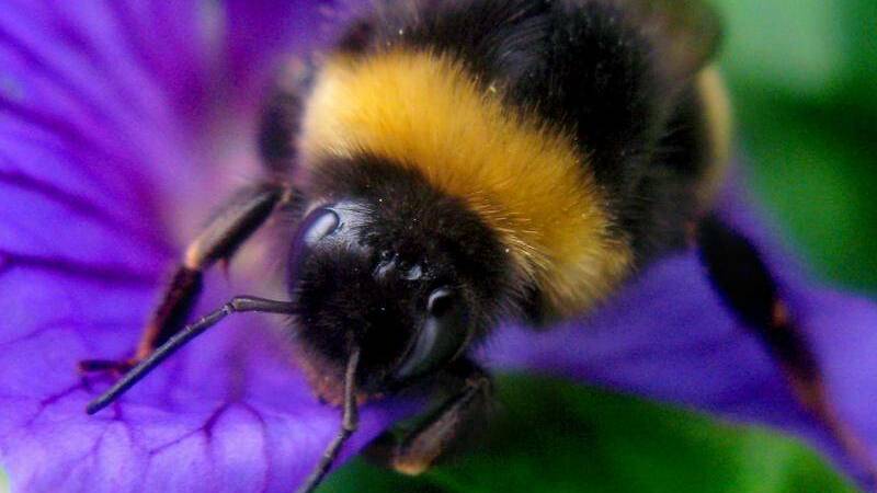 Feel the buzz as bee man swarms into action