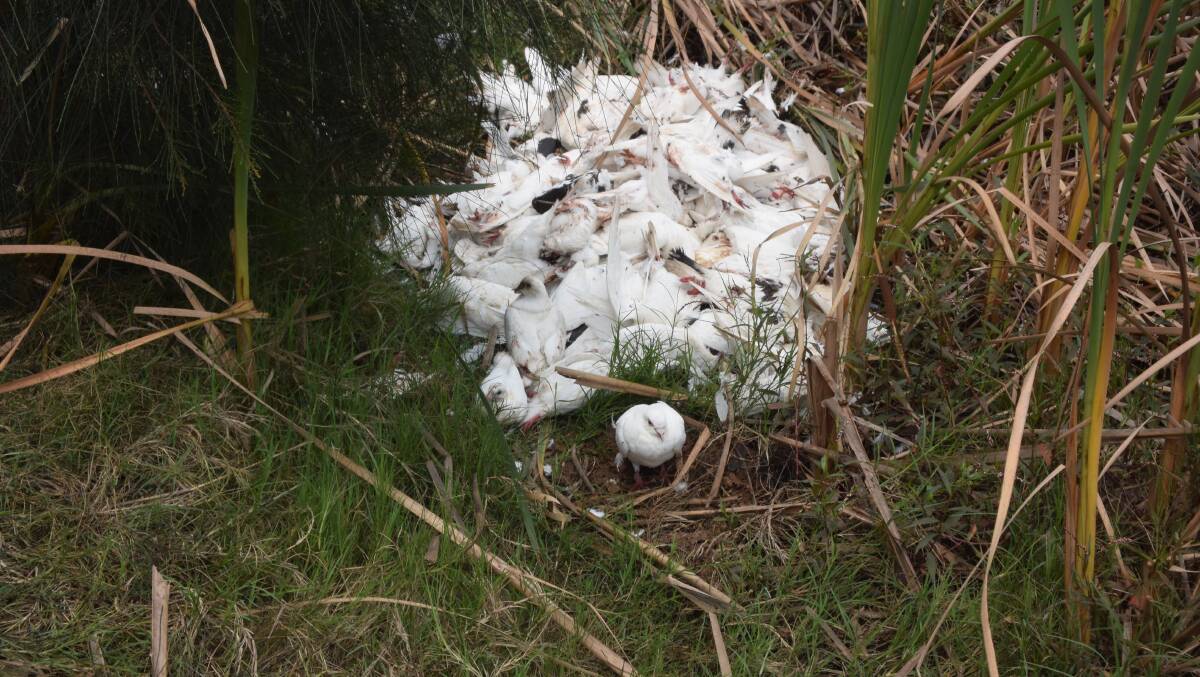 GRAPHIC IMAGE: Mass of dead pigeons dumped beside a road