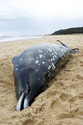 OPPORTUNITY: While sad, the appearance of this dead Andrews’ Beaked Whale on Wairo Beach has offered scientists the chance to study this mysterious creature.
