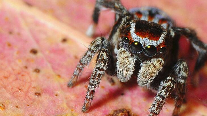 Up close and personal ... Maratus harrisi, or Harris Peacock spider. Photo: Stuart Harris