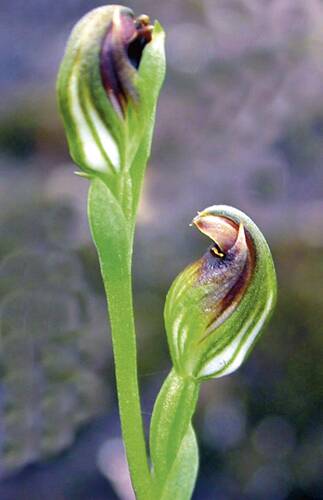 THREATENED: The Spring Tiny Greenhood orchid.